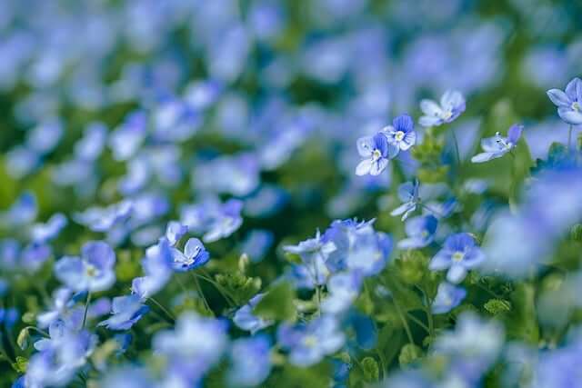 ベロニカの花言葉とは？花言葉の由来から贈られるシーンまで紹介！