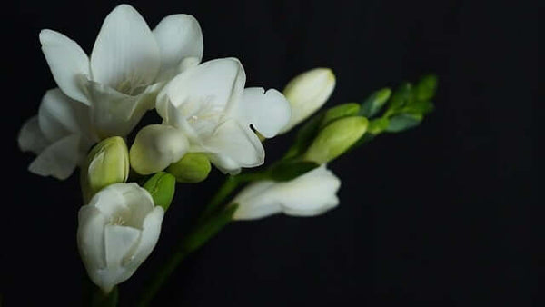 フリージアの花言葉とは？色別の花言葉や由来、贈り物の体験談を紹介！