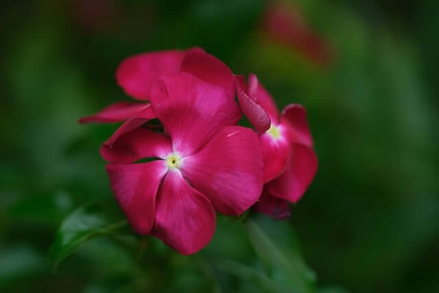 ニチニチソウの花言葉とは？花言葉の由来から贈られるシーンまで紹介！