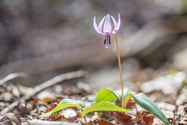 カタクリの花言葉とは？花言葉の由来や贈り物の体験談を徹底紹介！