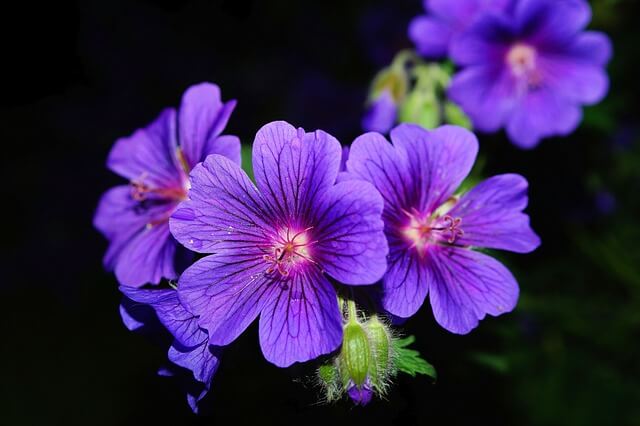 ゲラニウムの花言葉とは？花言葉の由来から贈られるシーンまで紹介！