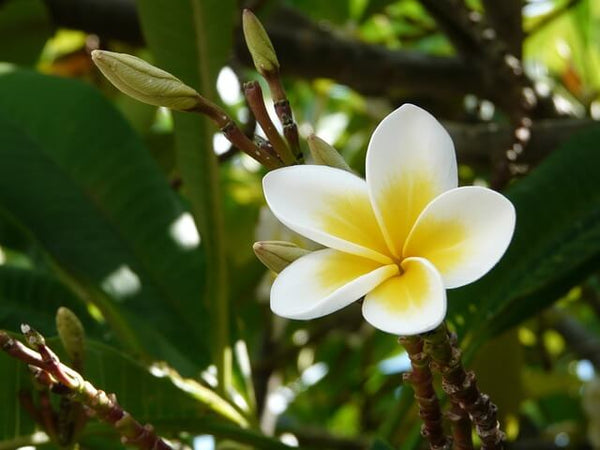 プルメリア花が咲かない原因とは？特徴や対処法を詳しく紹介！ – 東京寿園