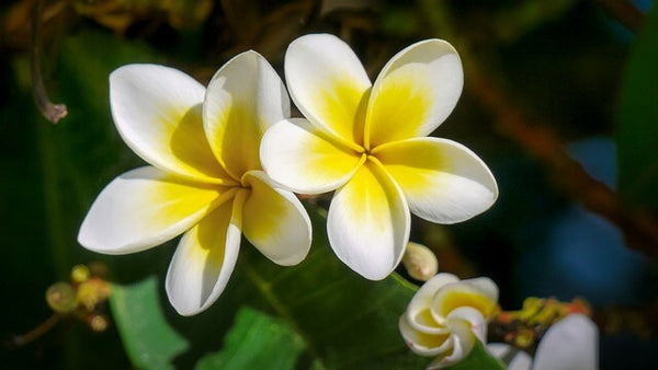 frangipani-