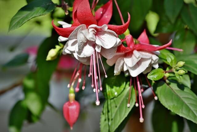 フクシアの花言葉とは？花言葉の由来から贈られるシーンまで紹介！