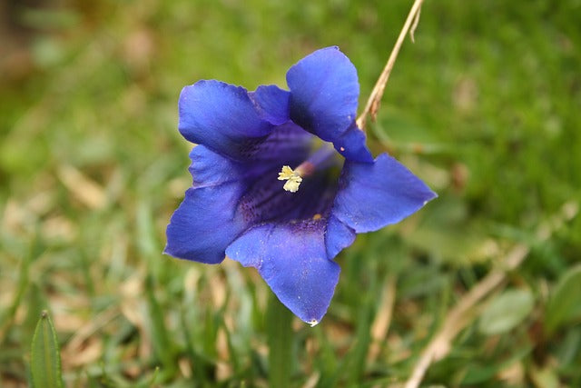 秋の花リンドウ（竜胆）の花言葉｜由来や怖い意味を紹介！