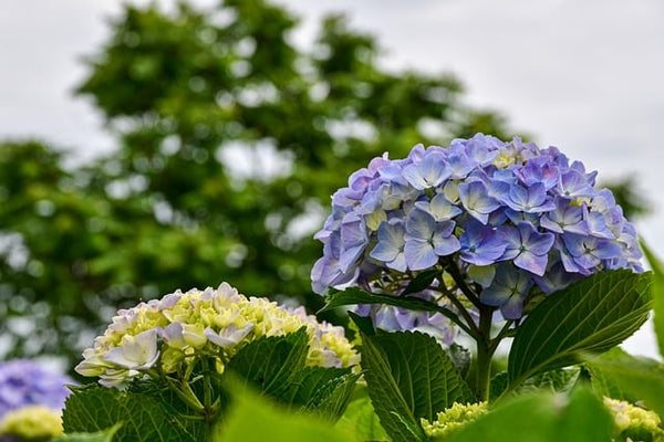 アジサイの育て方を紹介！鉢植え・地植えの栽培方法や冬越し方法まで