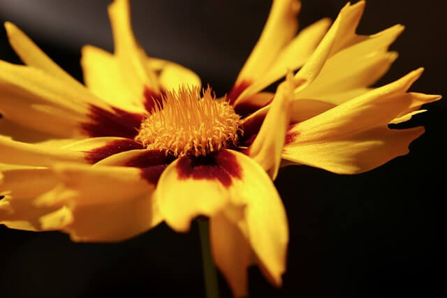 コレオプシスの花言葉とは？花言葉の由来から贈られるシーンまで紹介！