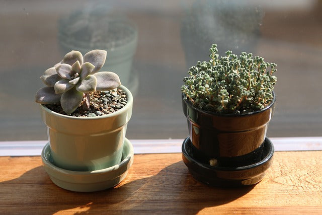 【2025年】ミニ観葉植物のおすすめランキング10選を紹介！選び方まで