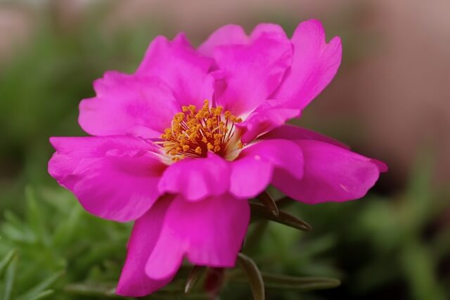 ポーチュラカの花言葉とは？花言葉の由来から贈られるシーンまで紹介！