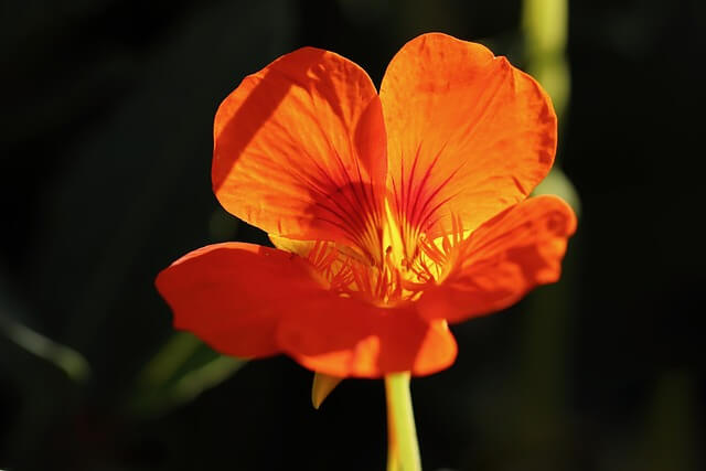 キンレンカの花言葉とは？花言葉の由来から贈られるシーンまで紹介！