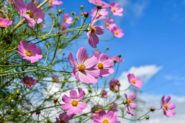 コスモスは庭に植えてはいけない？理由や植える際の注意点を紹介