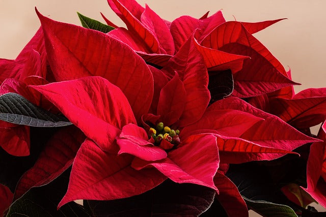 ポインセチアの花言葉とは？クリスマスの花の由来から色別の花言葉も紹介