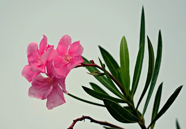 キョウチクトウの花言葉とは？怖い由来や贈り物のシーンを紹介！