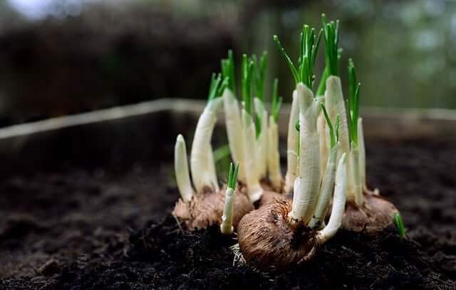 秋植えの球根でおすすめ10種類！綺麗に咲かせる植え付けまで紹介