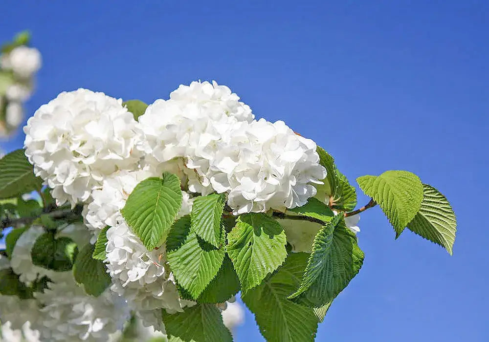 オオデマリの花言葉とは？花言葉の由来から贈られるシーンまで紹介！