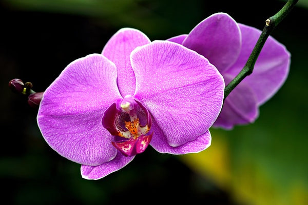 紫色の胡蝶蘭を贈る時はどんな時？紫色の胡蝶蘭の花言葉とシーンを徹底解説
