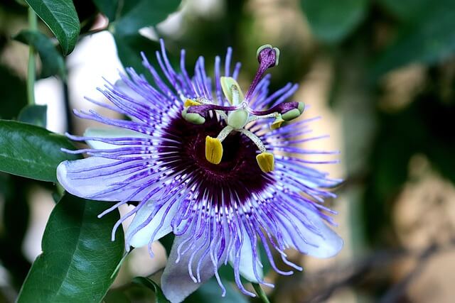 トケイソウの花言葉とは？花言葉の由来から贈られるシーンまで紹介！