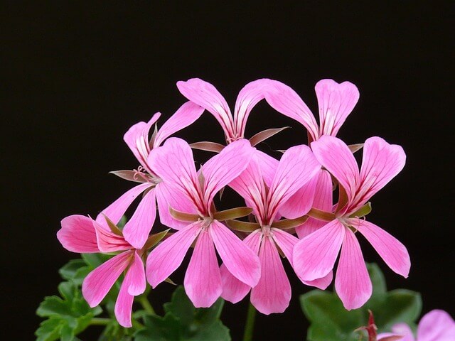 アイビーゼラニウムの花言葉とは？花言葉の由来から贈られるシーンまで紹介！