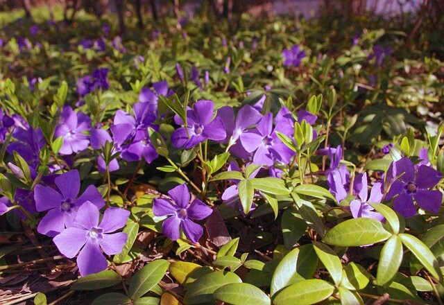 ツルニチニチソウの花言葉とは？花言葉の由来から贈られるシーンまで紹介！