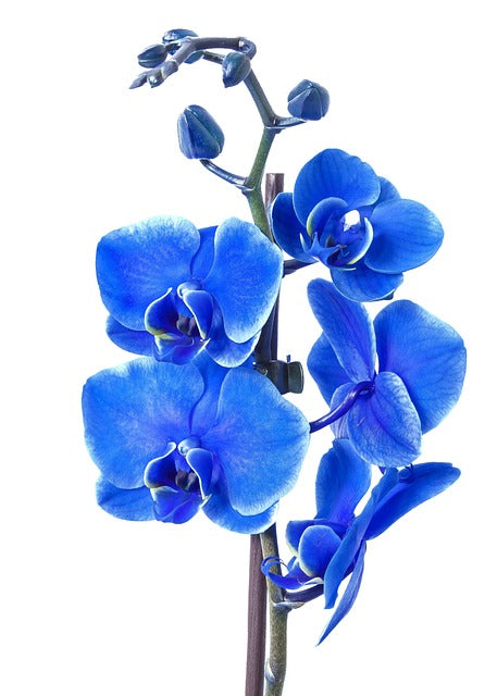 青い胡蝶蘭は激レア！青い胡蝶蘭の花言葉やおすすめシーンを紹介
