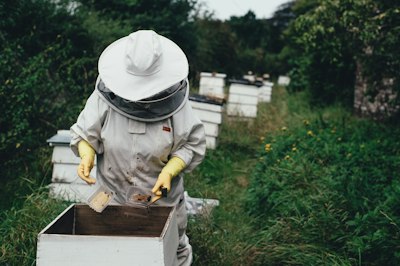 【2024年】蜂の巣駆除のおすすめランキング10選を紹介！徹底した対処法まで
