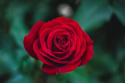 バラ（薔薇）の花言葉｜本数や色別の花言葉から怖い由来まで徹底紹介