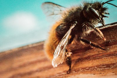 【2024年】蜂に刺された時の薬のおすすめランキング10選を紹介！正しい使用法まで