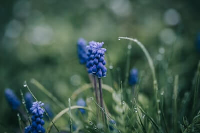 ムスカリの花言葉とは？花言葉の由来から贈られるシーンまで紹介！