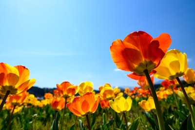 【2024年】春の花のおすすめランキング10選を紹介！アレンジ方法まで