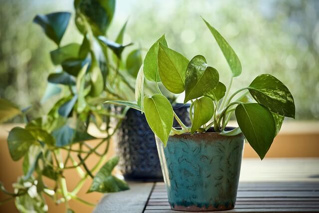 ポトスの寄せ植えアレンジを紹介！相性の良い植物の種類やケア方法まで