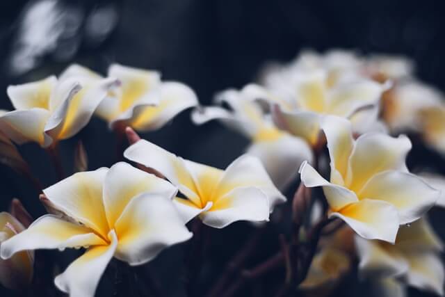 プルメリアの花言葉とは？花言葉の由来から贈られるシーンまで紹介！