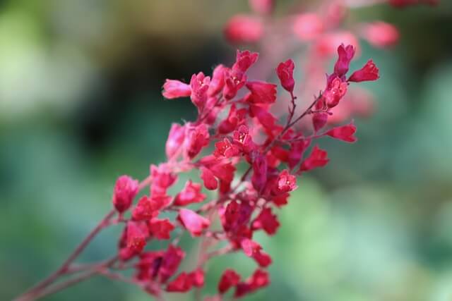 ヒューケラの花言葉とは？花言葉の由来から贈られるシーンまで紹介！