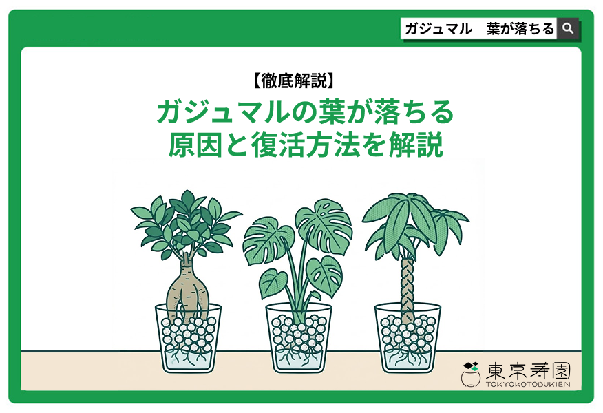 ガジュマル　葉が落ちる