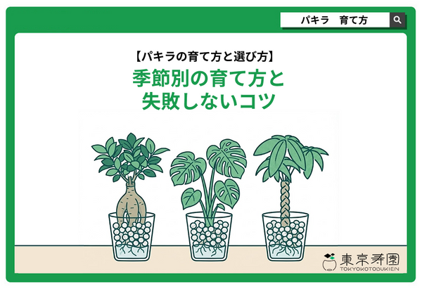 パキラの育て方と選び方｜季節別の育て方と失敗して枯らさないコツ