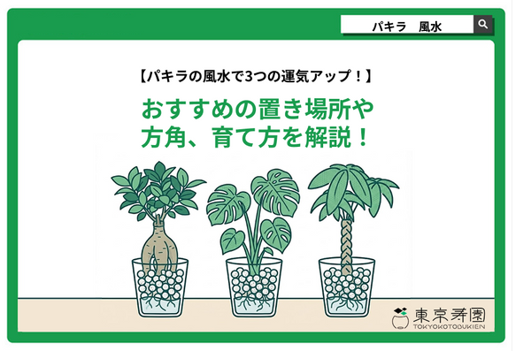 パキラの風水で3つの運気アップ！おすすめの置き場所や方角、注意点を解説！