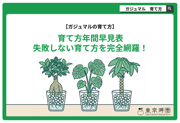 ガジュマルの育て方｜育て方年間早見表・失敗しない育て方を完全網羅！