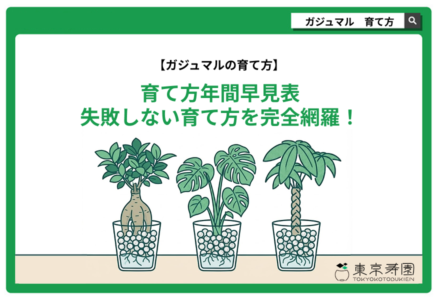 ガジュマル　育て方