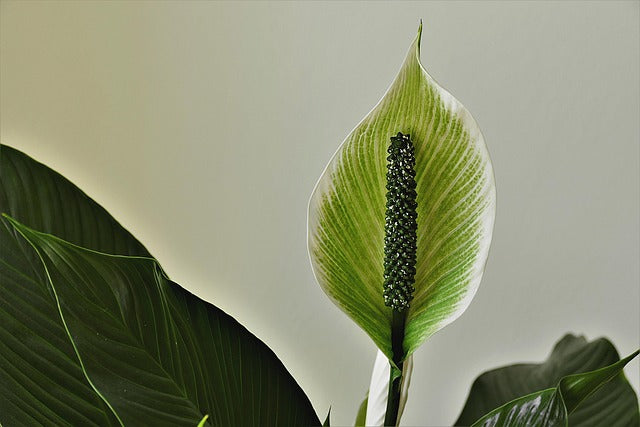 白く上品なスパティフィラムの花言葉とは？贈るタイミングも解説