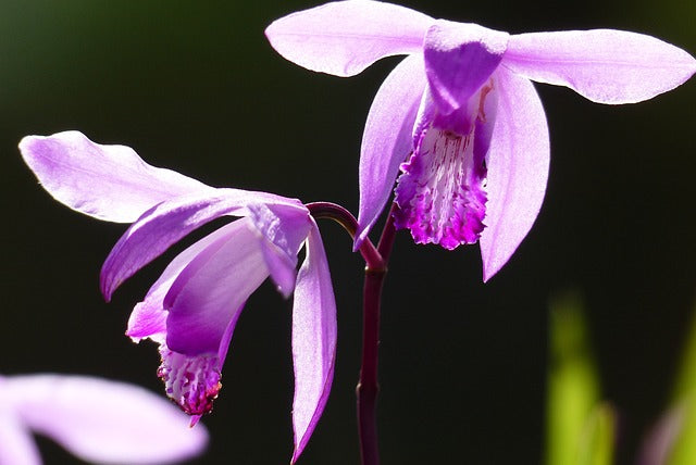 シランの花言葉とは？由来や贈り物のシーン、体験談を徹底紹介！