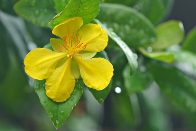 オトギリソウの花言葉は怖い！？由来や贈り物の体験談を紹介！