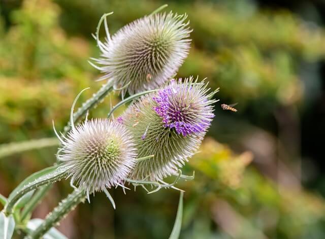 フランネルフラワーの花言葉とは？花言葉の由来から贈られるシーンまで紹介！