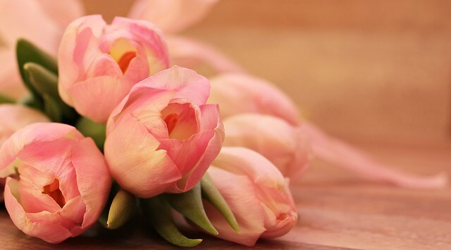 チューリップの花言葉は？ピンクなど色別に怖い意味はあるのか解説
