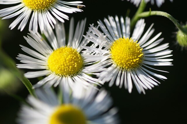 エリゲロンの花言葉とは？花言葉の由来から贈られるシーンまで紹介！
