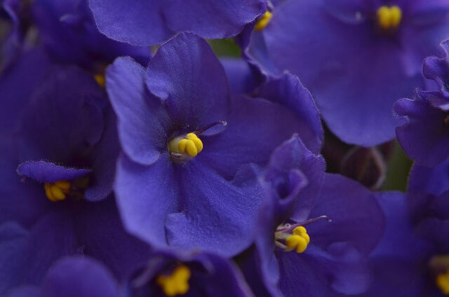 セントポーリアの花言葉とは？花言葉の由来から贈られるシーンまで紹介！