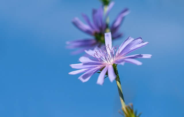 チコリの花言葉とは？花言葉の由来から贈られるシーンまで紹介！