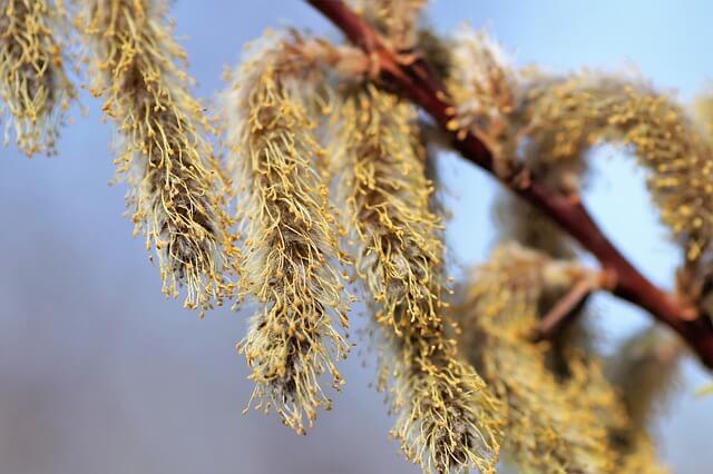 ネコヤナギの花言葉とは？花言葉の由来から贈られるシーンまで紹介！