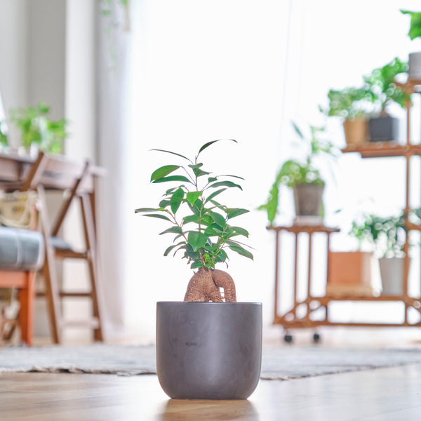 ガジュマル10年・熱帯植物・丈1,7メートル ガジュマル10年・熱帯植物・丈1,7メートル ガジュマル（幸せの木