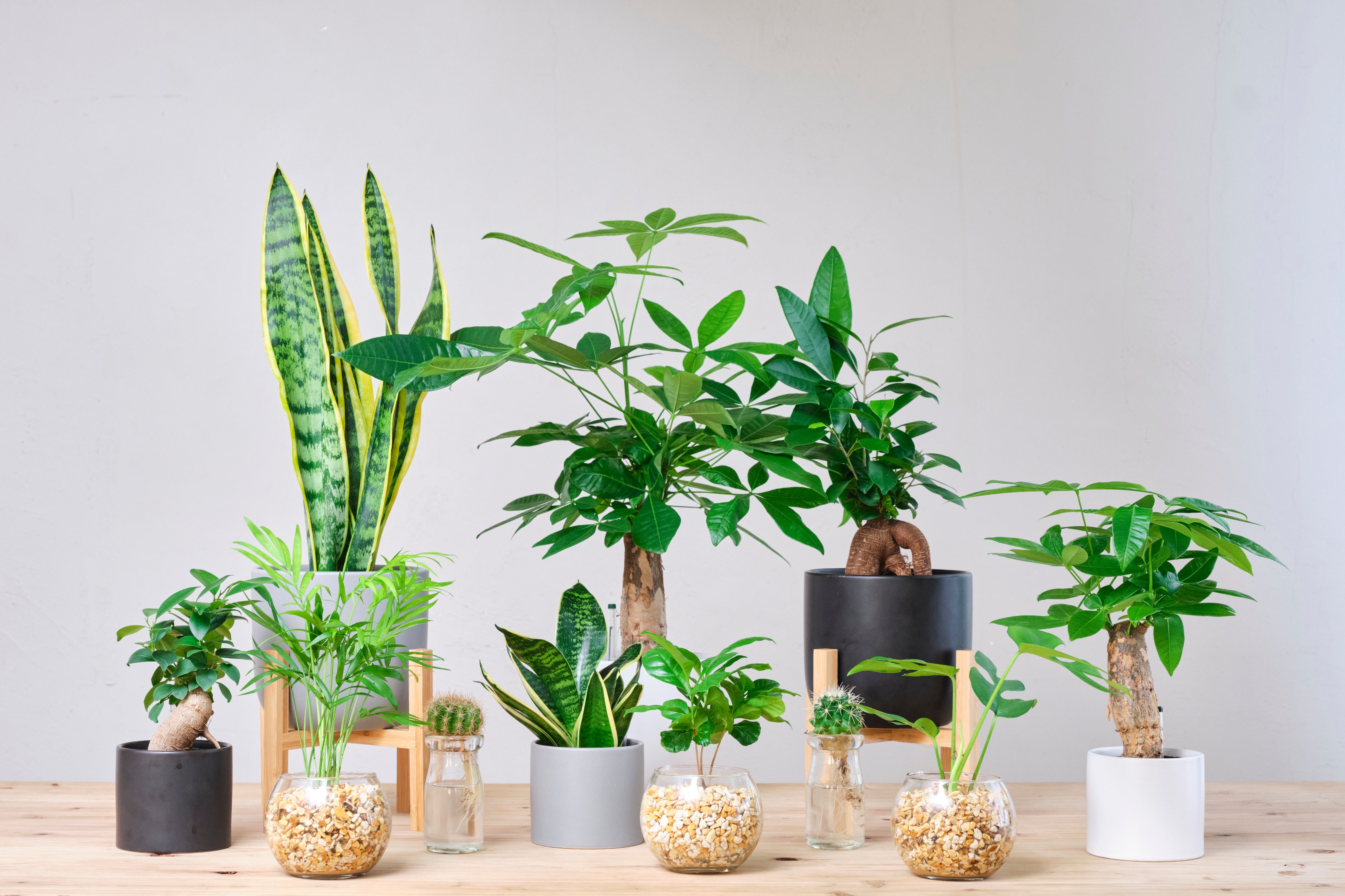 東京寿園で販売している観葉植物