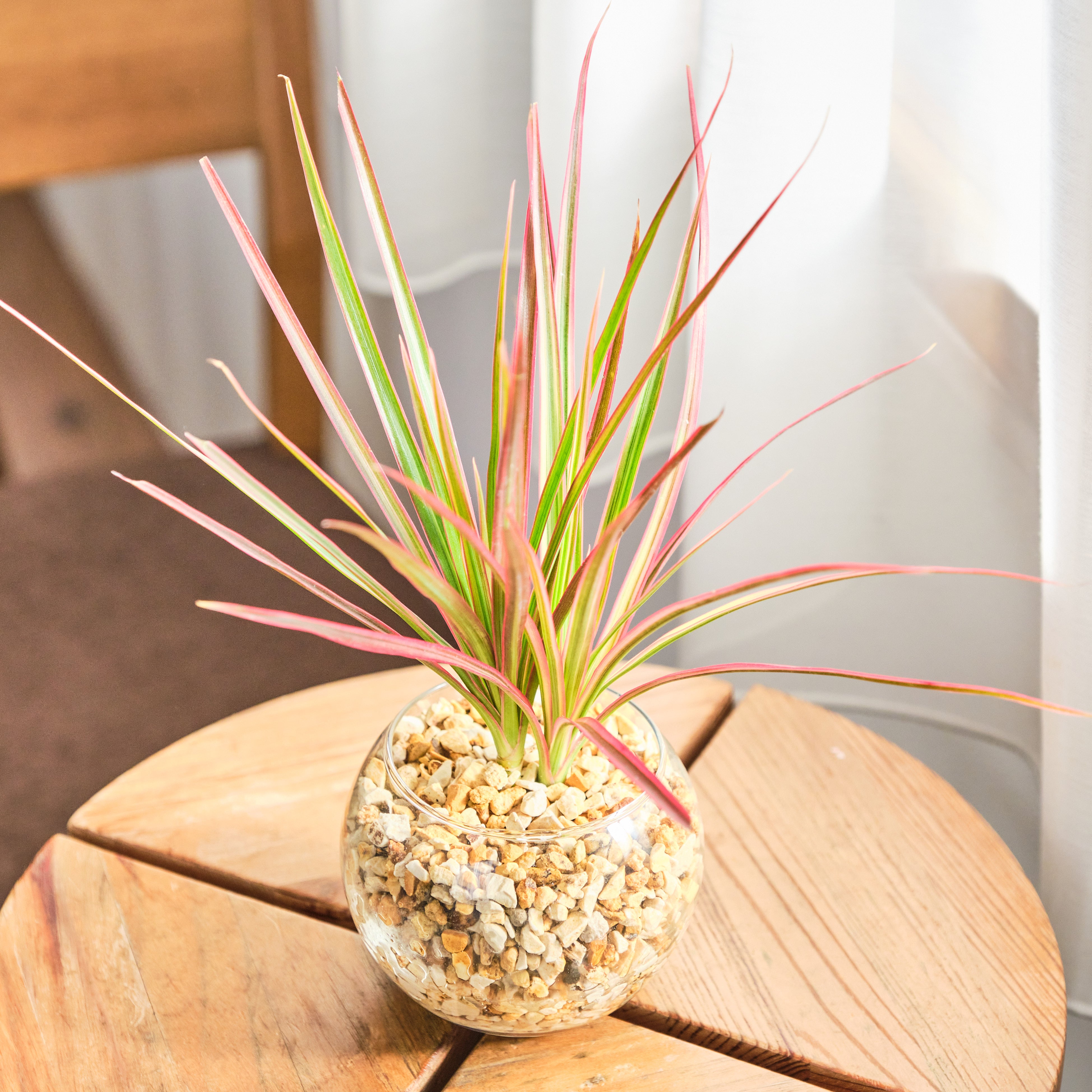 ドラセナ・コンシンネ