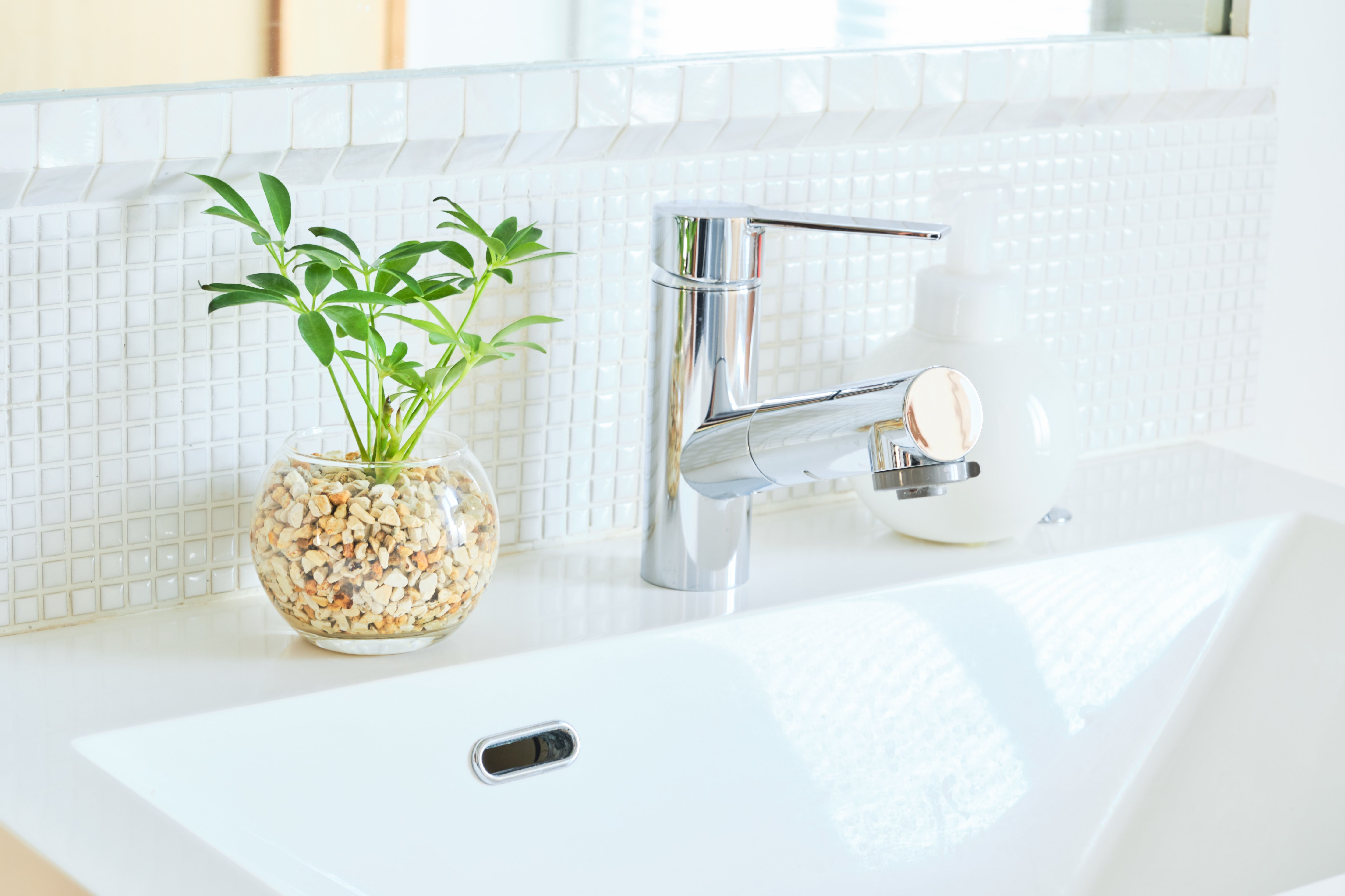 カポック（シェフレラ）